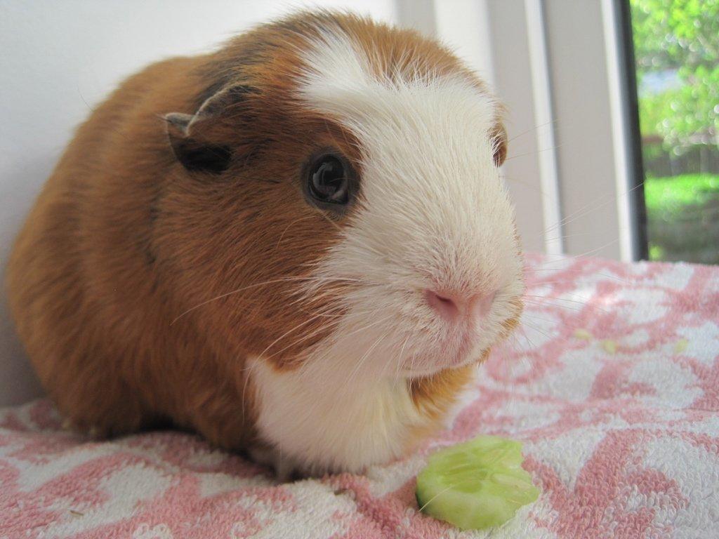 Marsvin Carlo billede 4