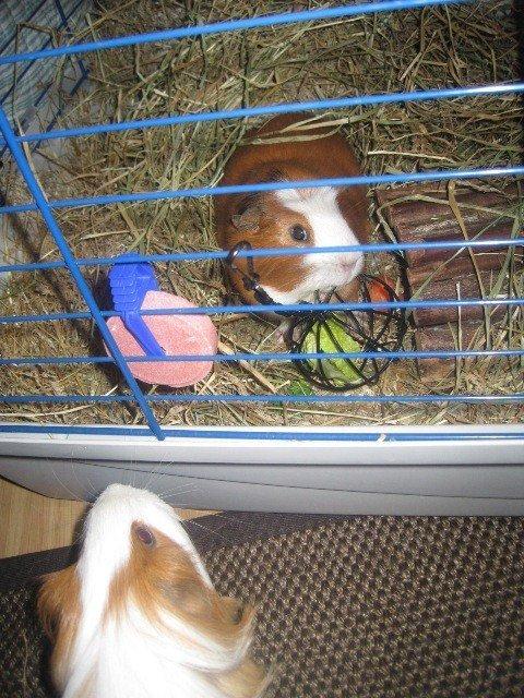 Marsvin Carlo billede 5