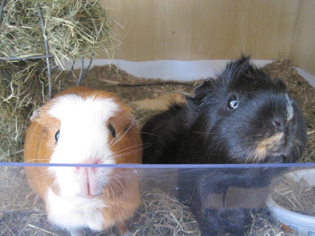 Marsvin Carlo billede 6