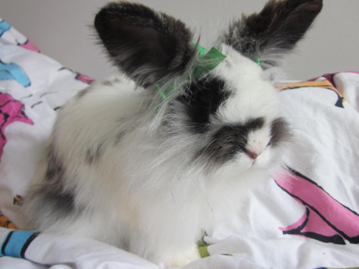 Kanin Angora Athena billede 2