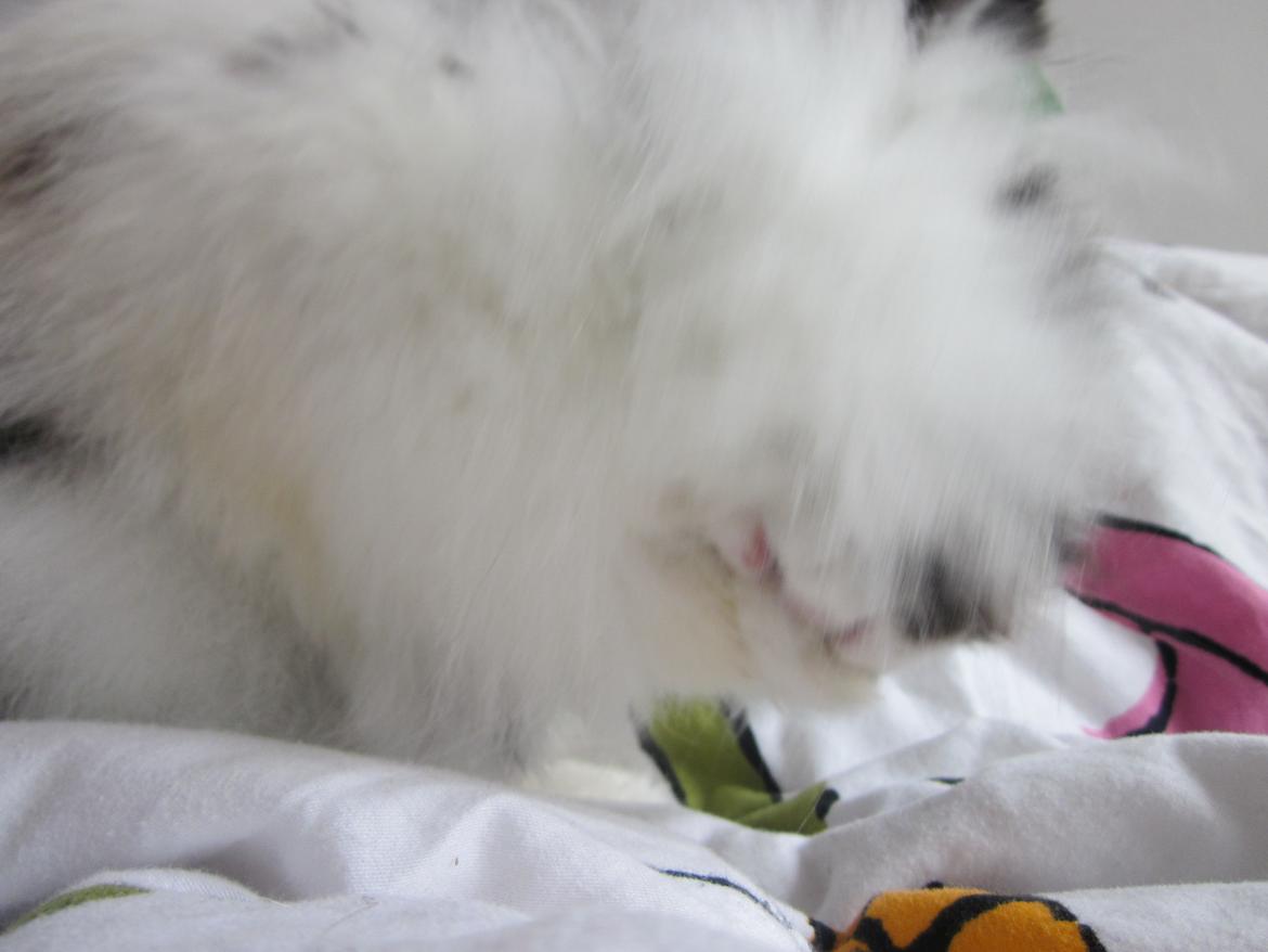 Kanin Angora Athena billede 6