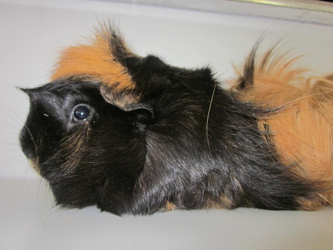 Marsvin Rosa billede 7