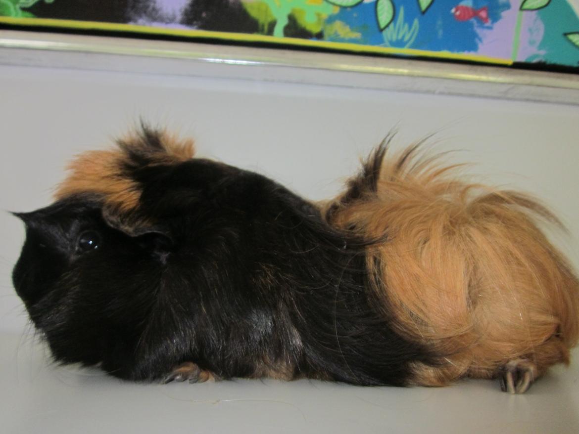 Marsvin Rosa billede 1