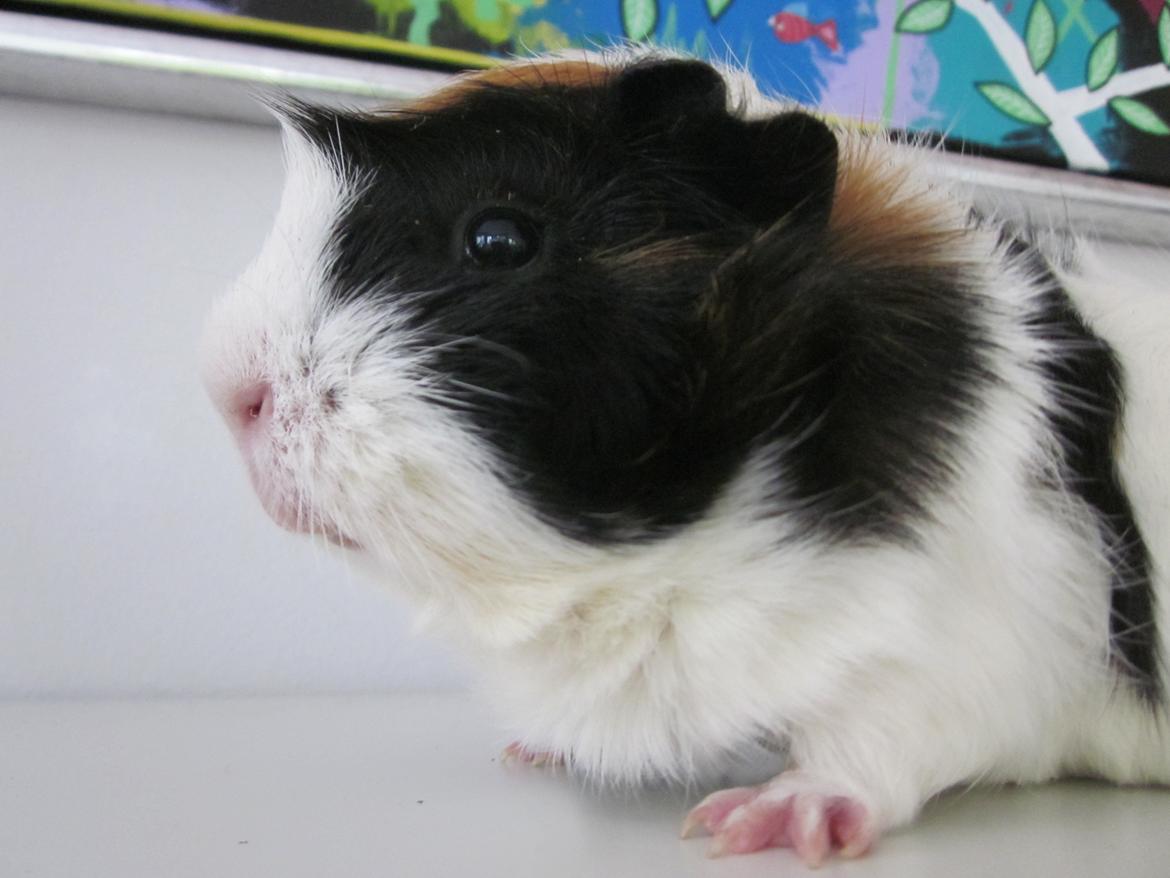 Marsvin Miffi billede 7