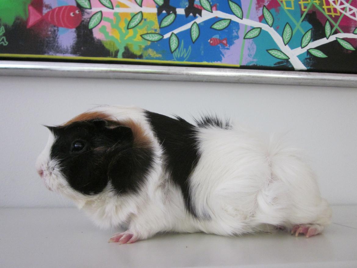 Marsvin Miffi billede 8