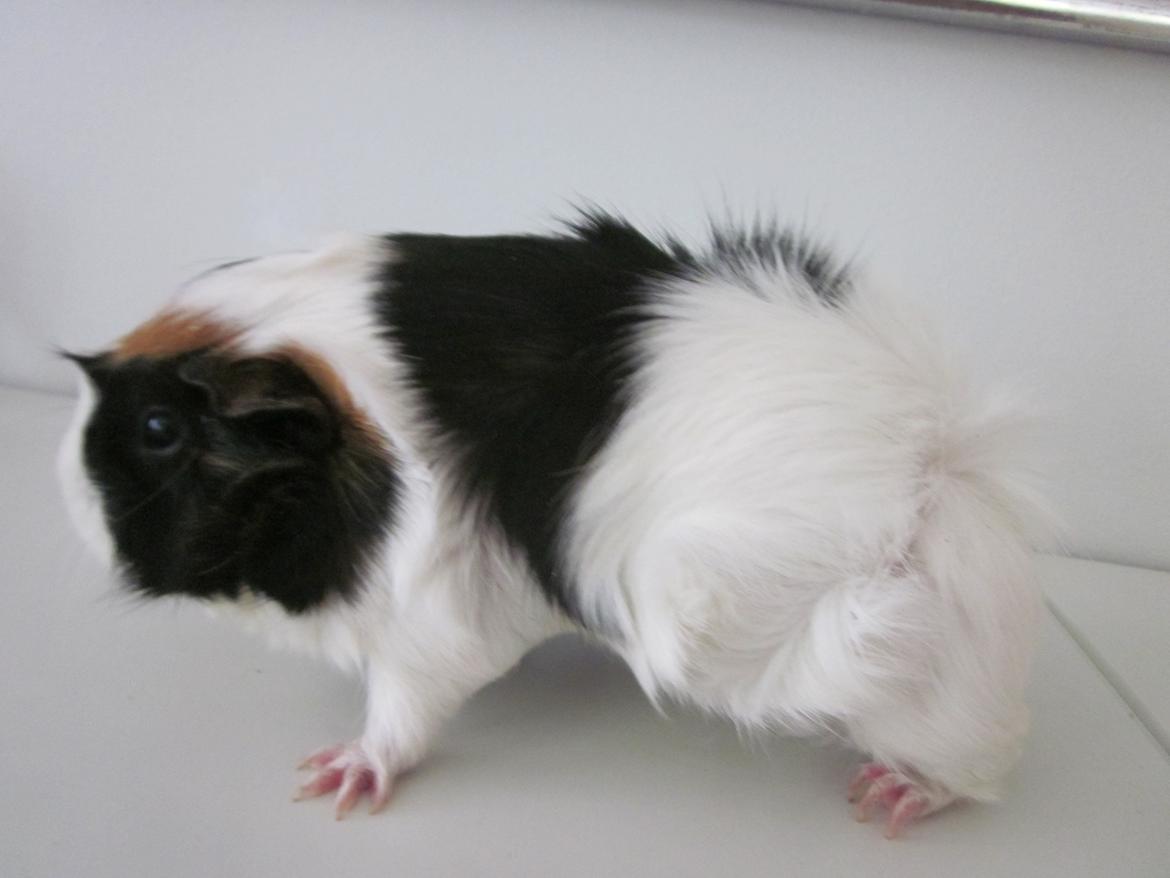 Marsvin Miffi billede 9