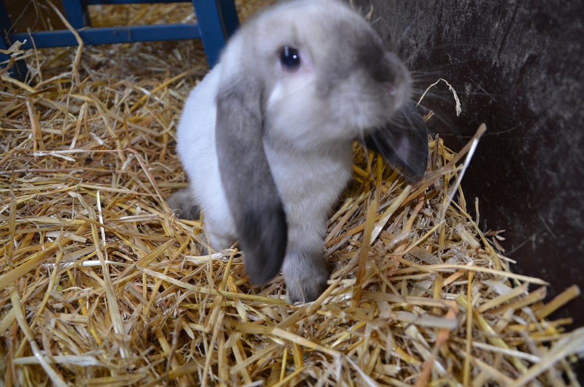 Kanin Albert **R.I.P ** billede 3