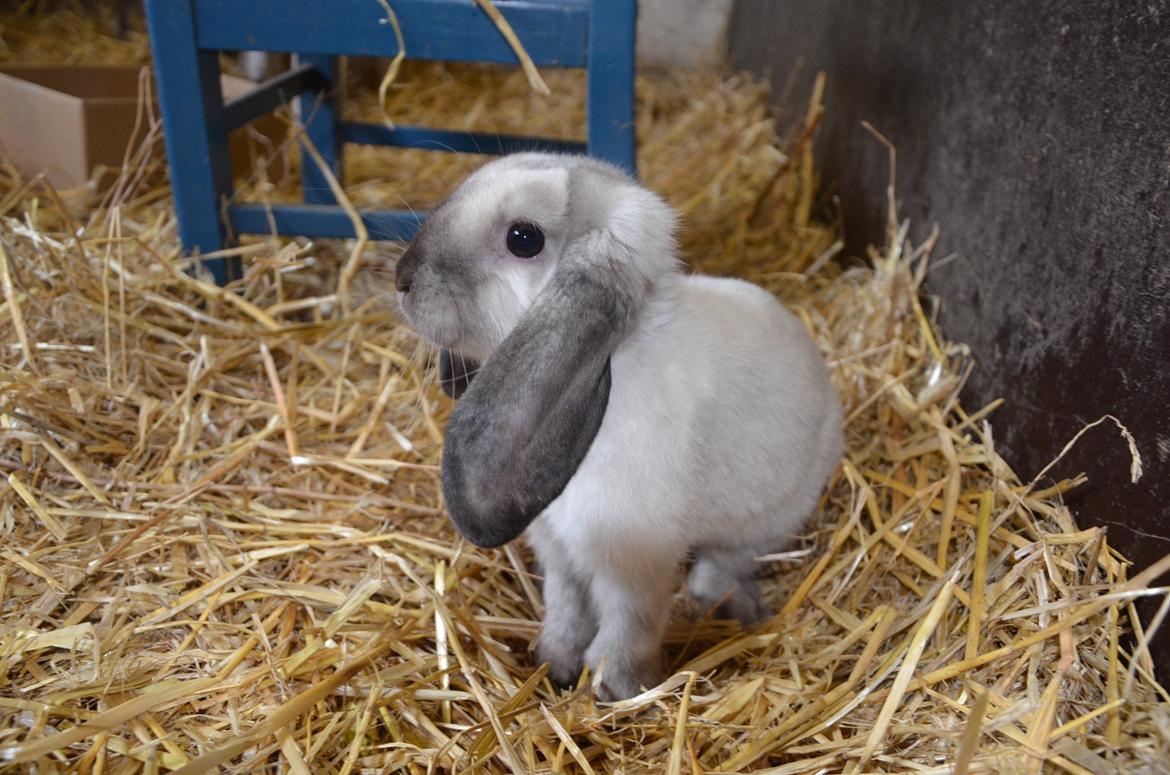 Kanin Albert **R.I.P ** billede 4