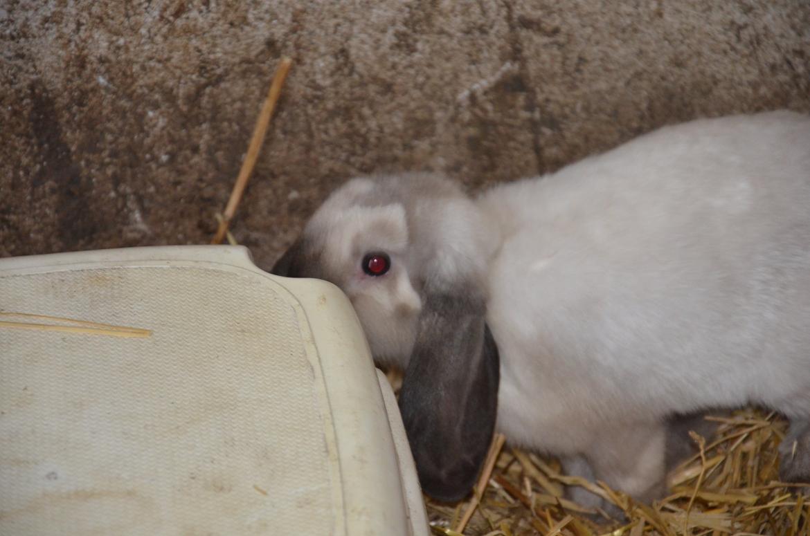 Kanin Albert **R.I.P ** billede 5