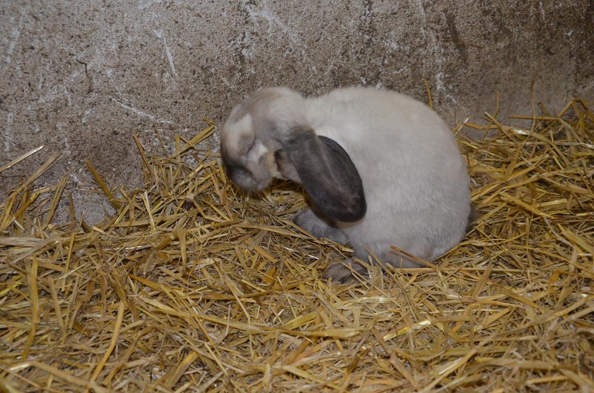 Kanin Albert **R.I.P ** billede 6