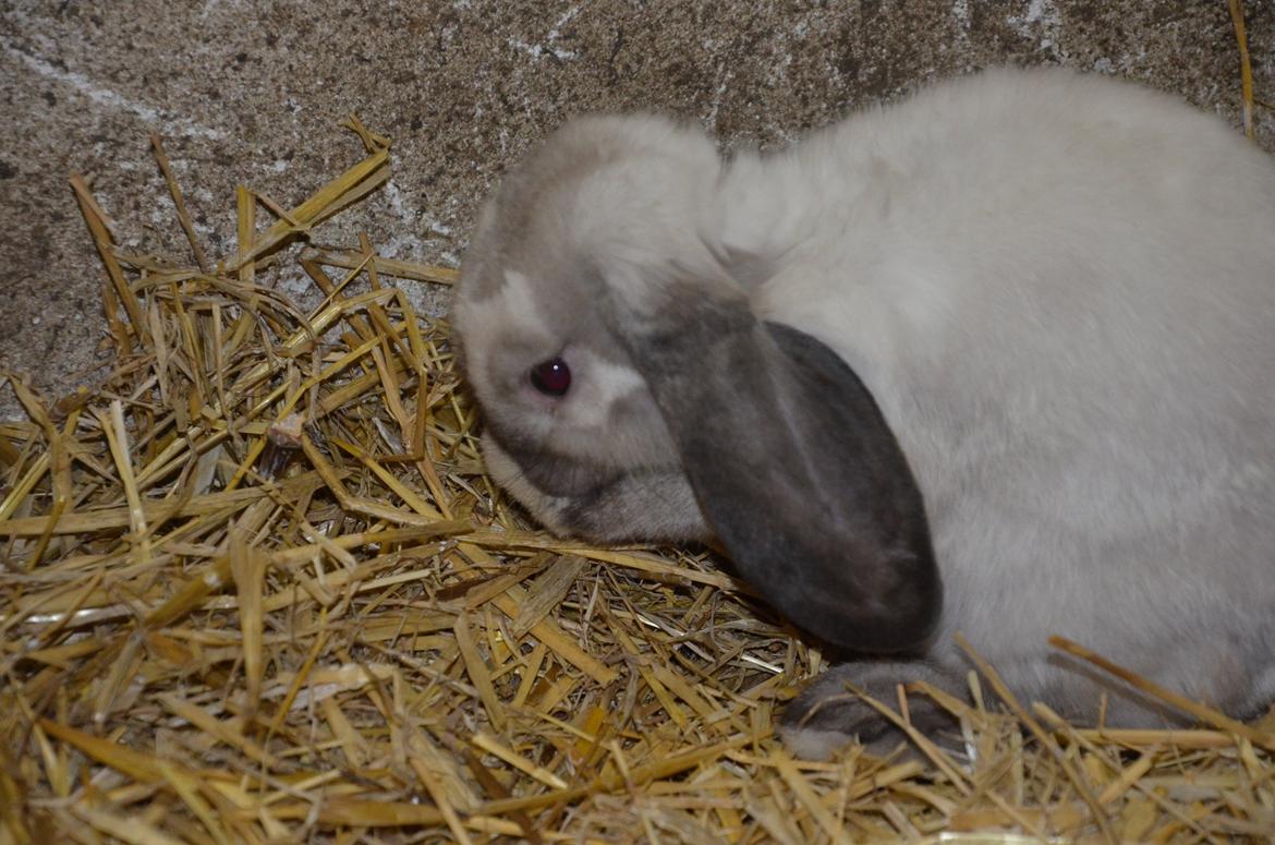 Kanin Albert **R.I.P ** billede 7