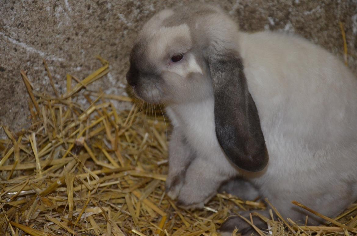 Kanin Albert **R.I.P ** billede 8