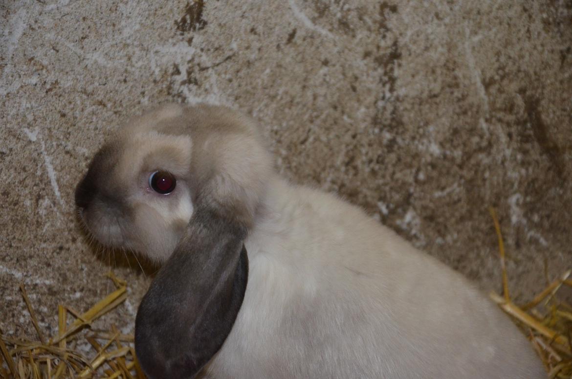 Kanin Albert **R.I.P ** billede 9