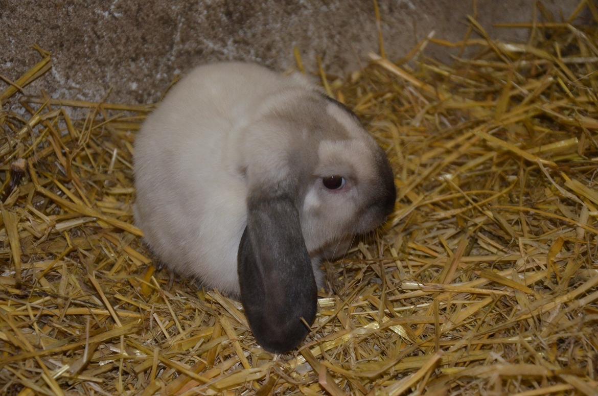 Kanin Albert **R.I.P ** billede 10