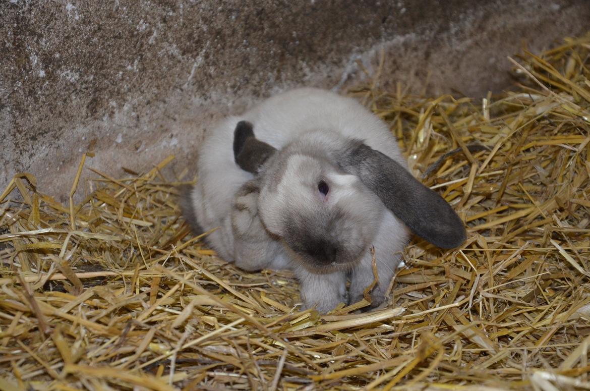 Kanin Albert **R.I.P ** billede 11