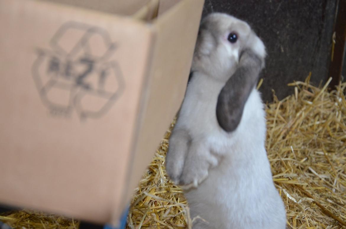 Kanin Albert **R.I.P ** billede 12