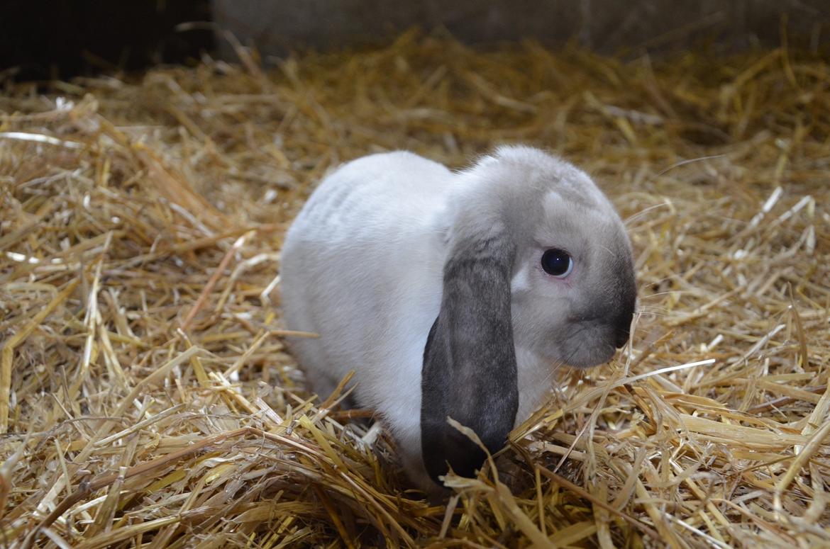 Kanin Albert **R.I.P ** billede 13