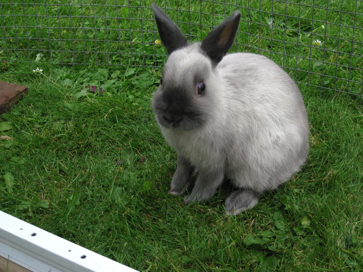 Kanin Ingemanns Flying Zoey billede 5