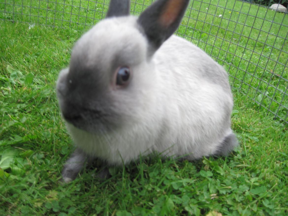 Kanin Ingemanns Flying Zoey billede 8