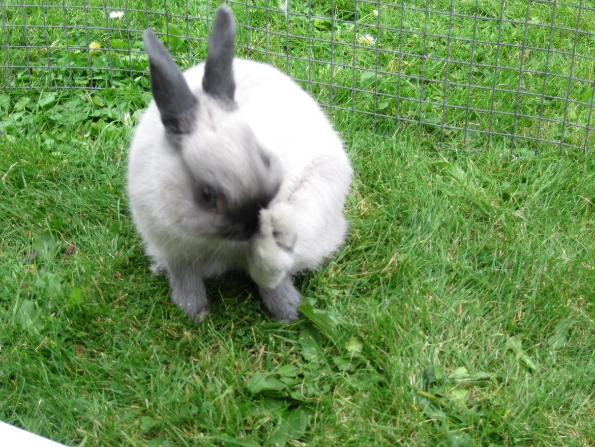 Kanin Ingemanns Flying Zoey billede 10