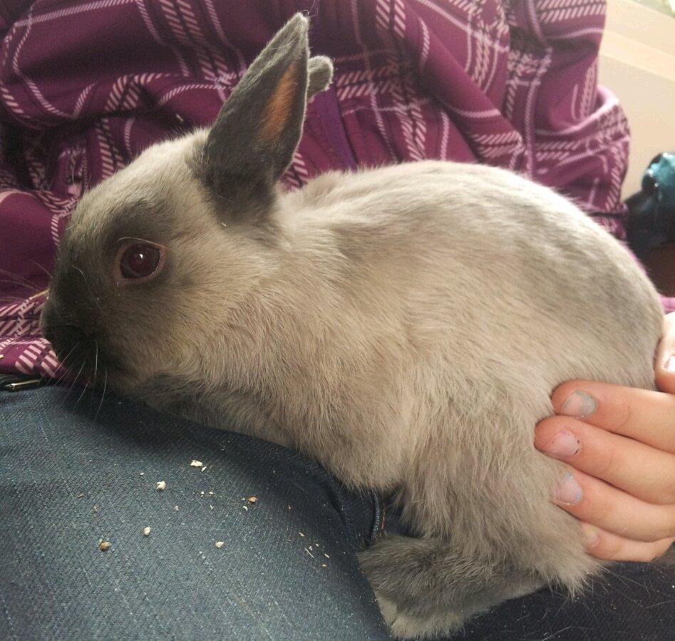 Kanin Ingemanns Flying Zoey billede 12