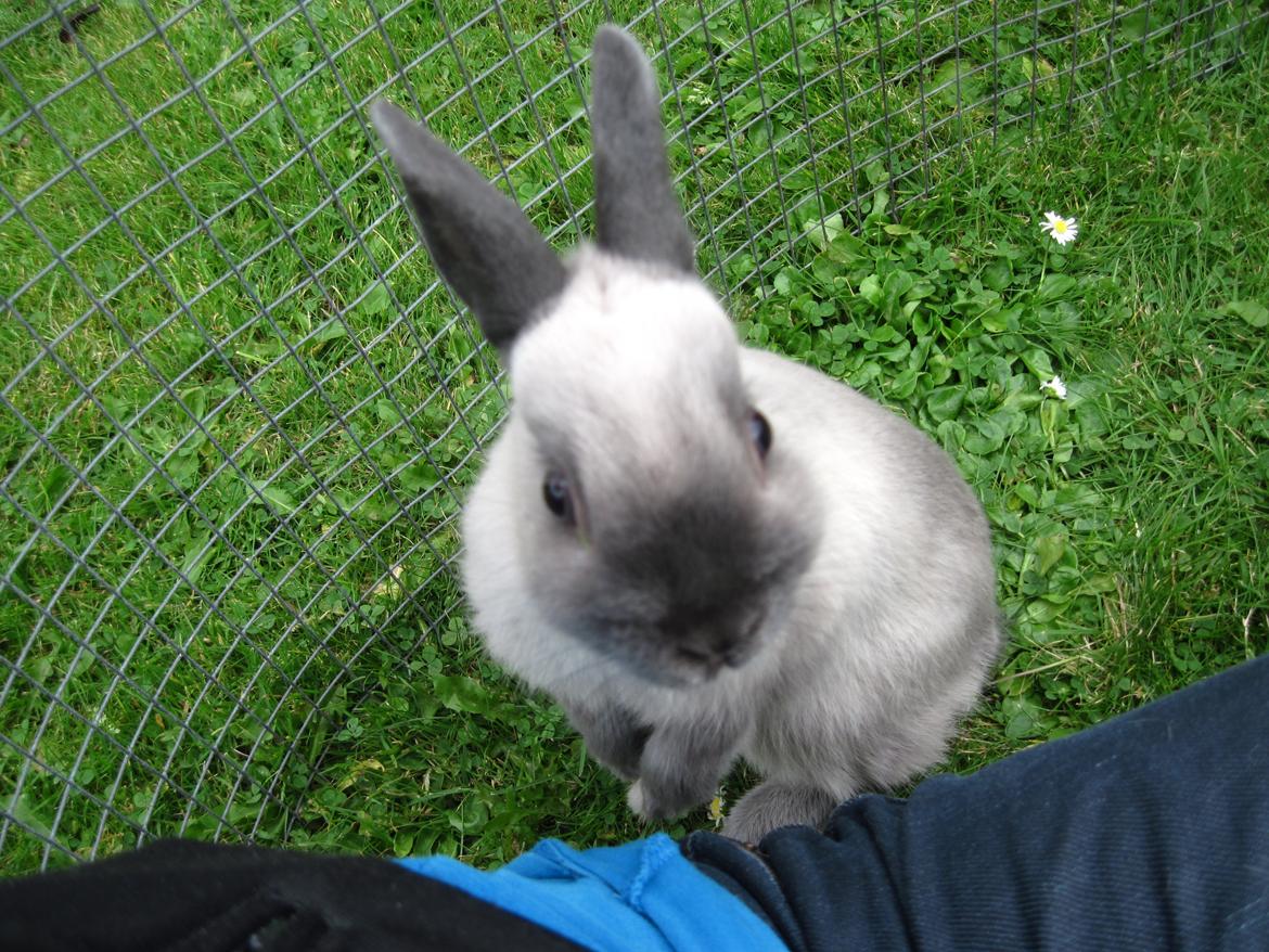 Kanin Ingemanns Flying Zoey billede 14