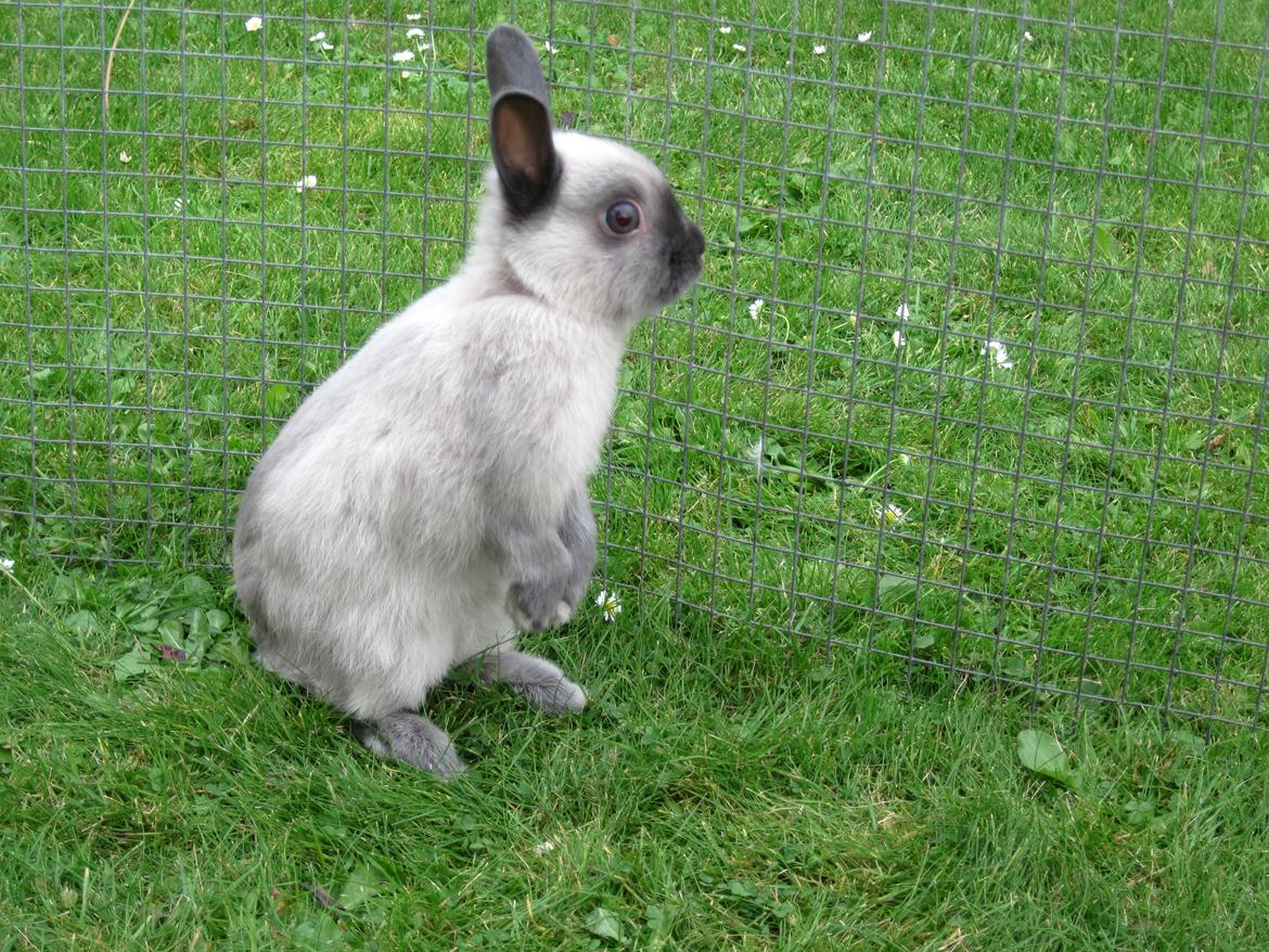 Kanin Ingemanns Flying Zoey billede 15