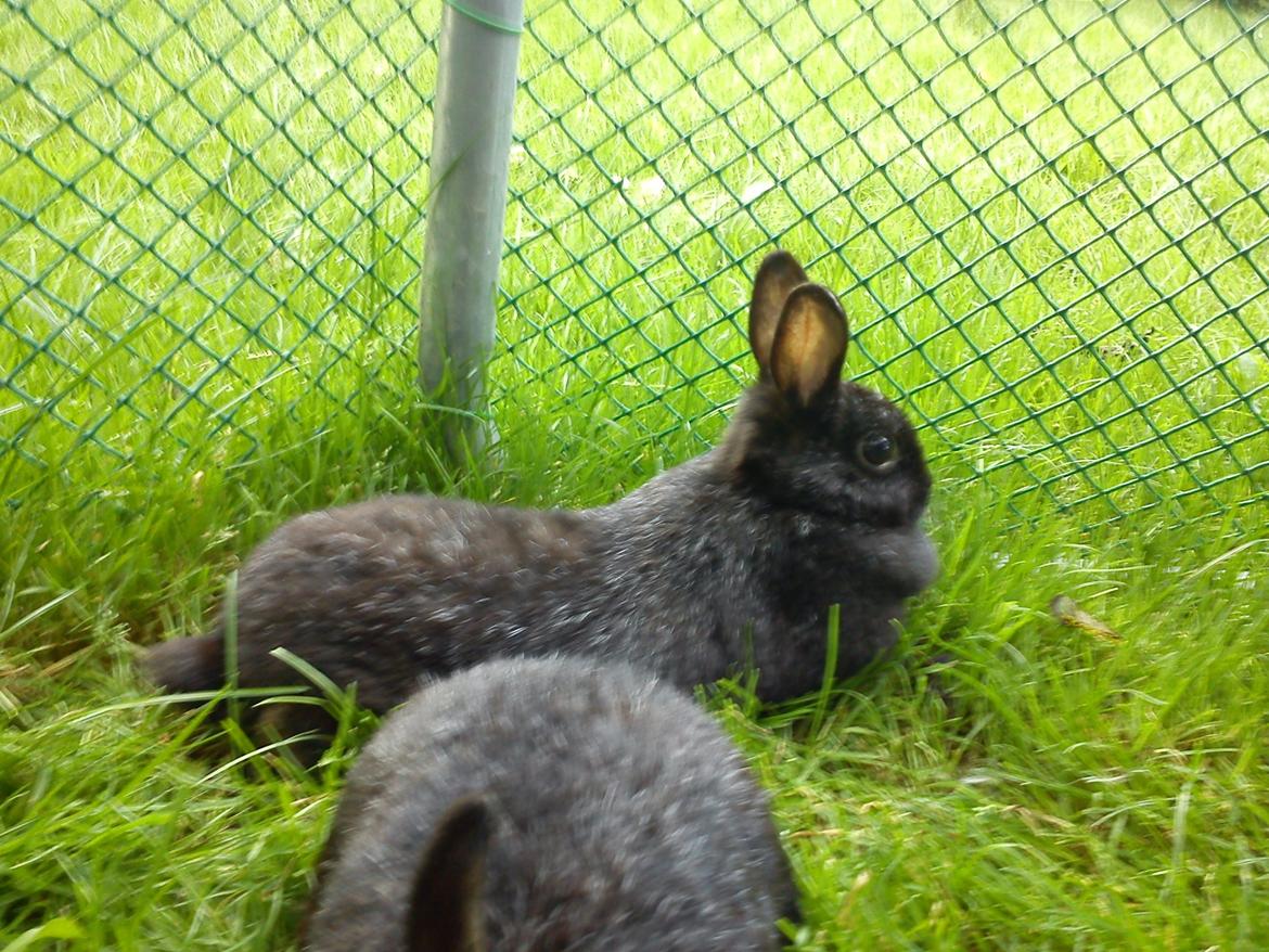 Kanin Cirkeline *DØD* R.I.P billede 1