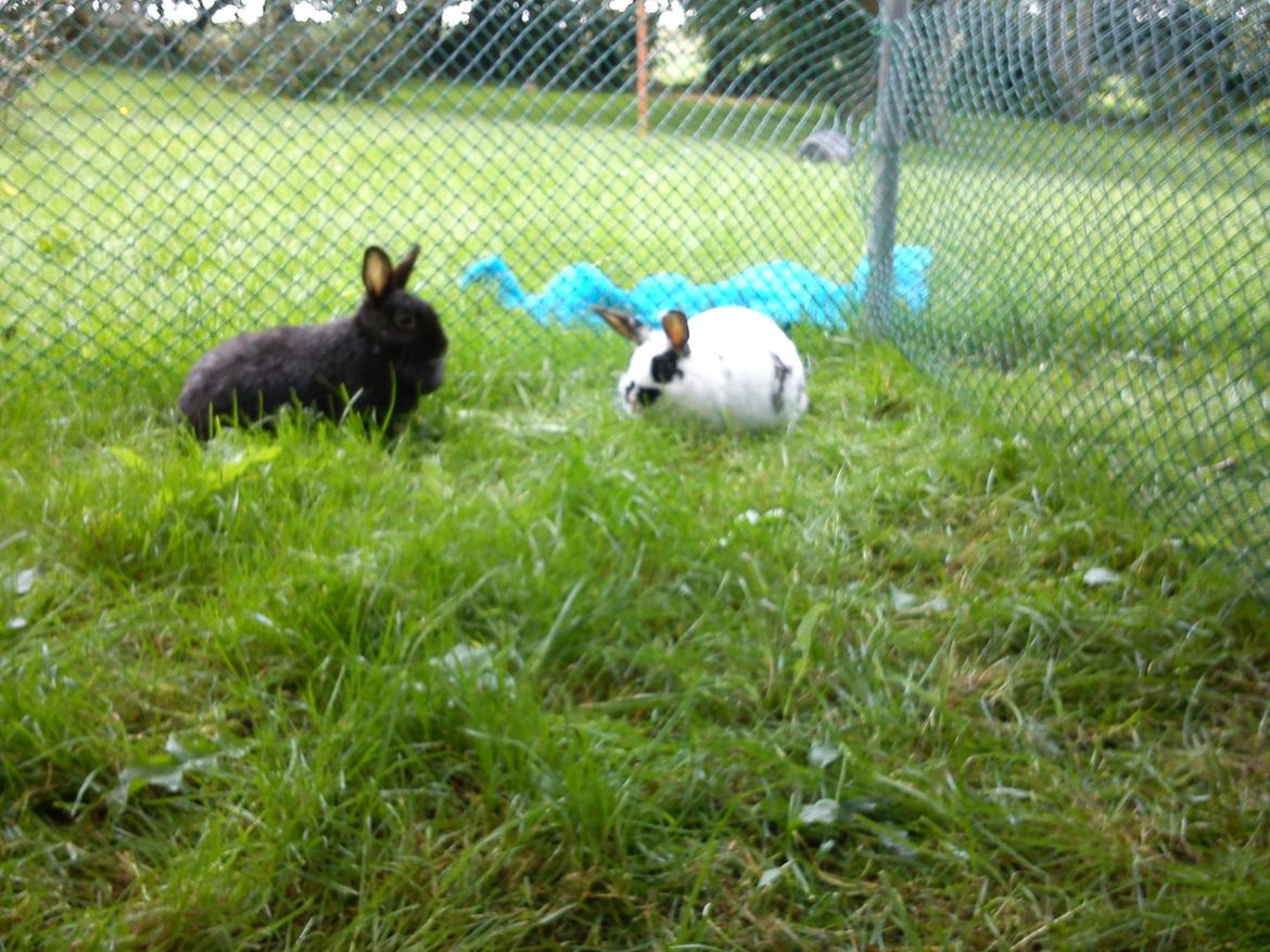 Kanin Cirkeline *DØD* R.I.P billede 2