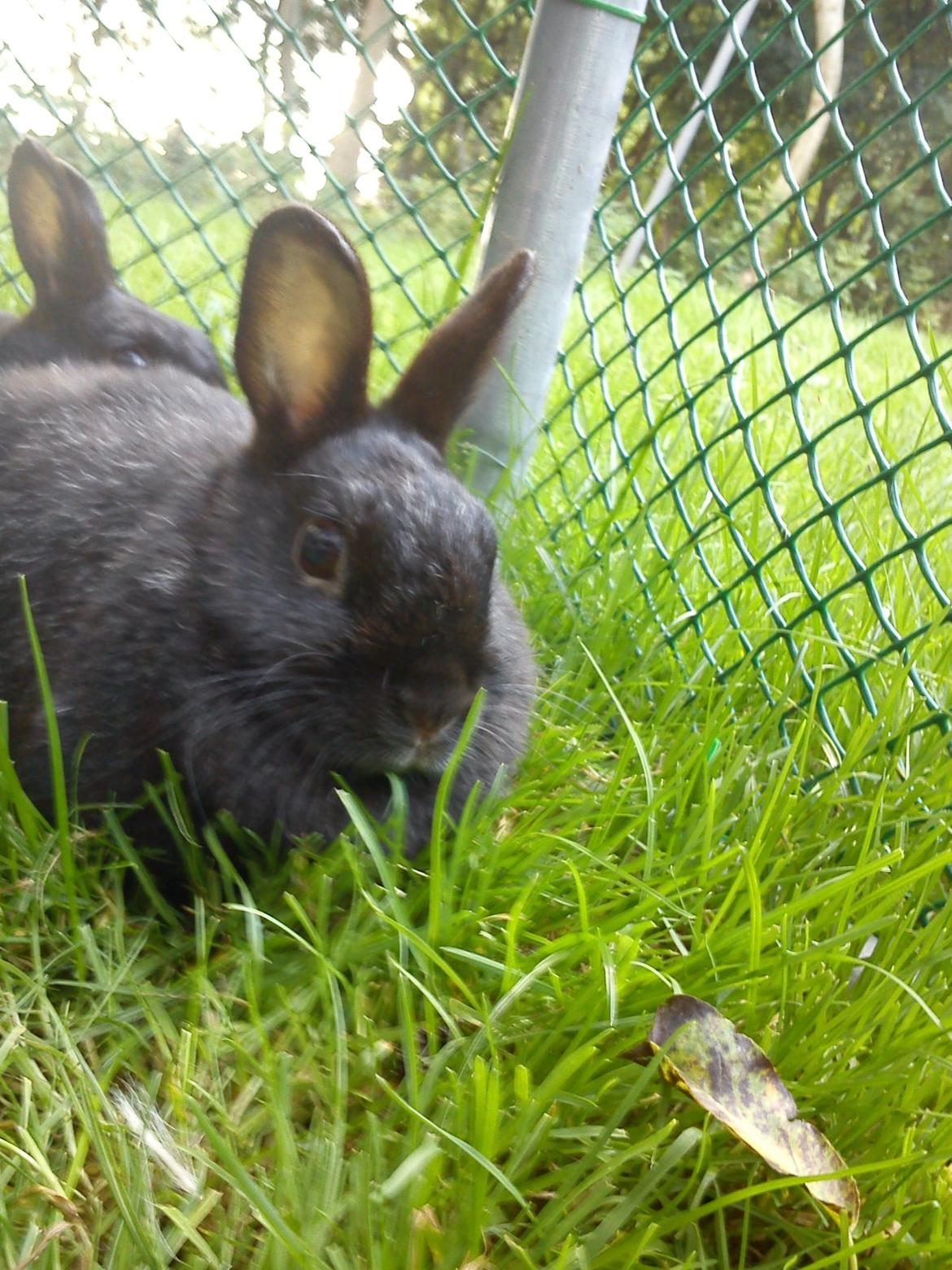 Kanin Cirkeline *DØD* R.I.P billede 3