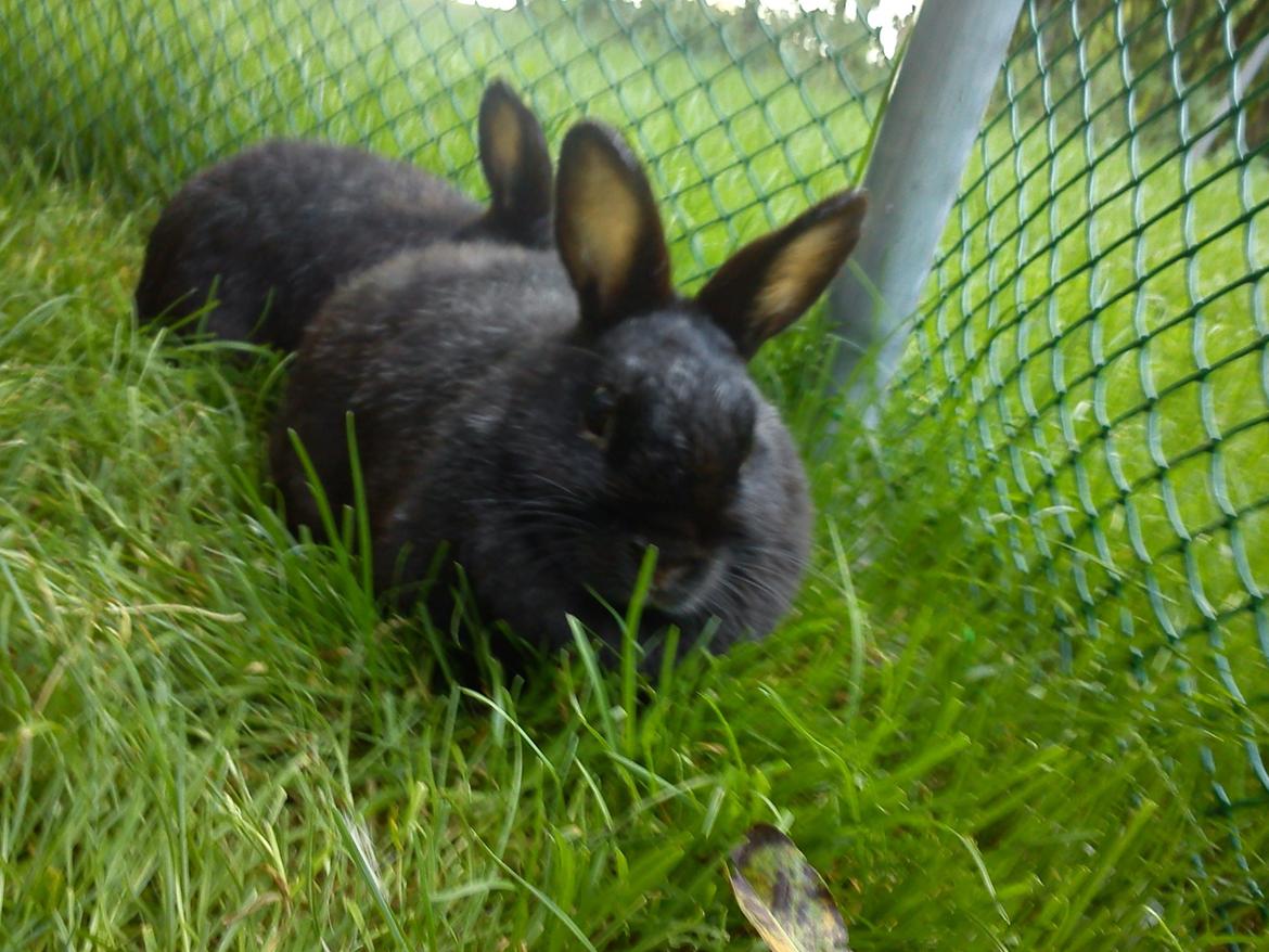 Kanin Cirkeline *DØD* R.I.P billede 4