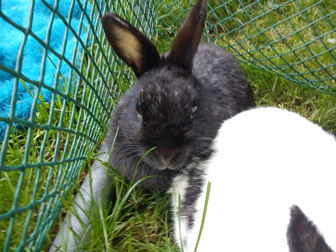 Kanin Cirkeline *DØD* R.I.P billede 5