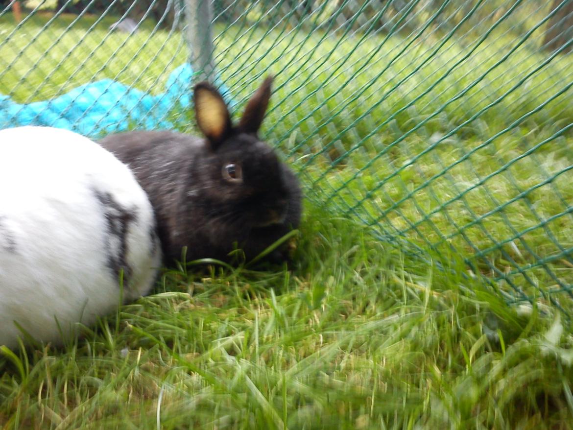 Kanin Cirkeline *DØD* R.I.P billede 6