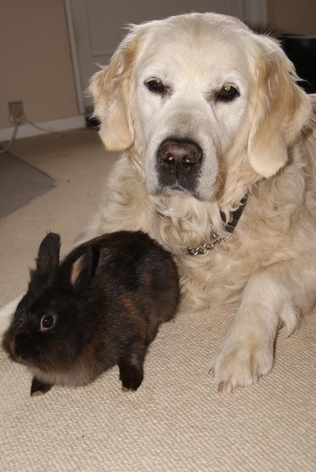 Kanin Testa Di Leone |Tas| - Gode venner allerede <3 <3 <3 Balou & Tas :)))) billede 13