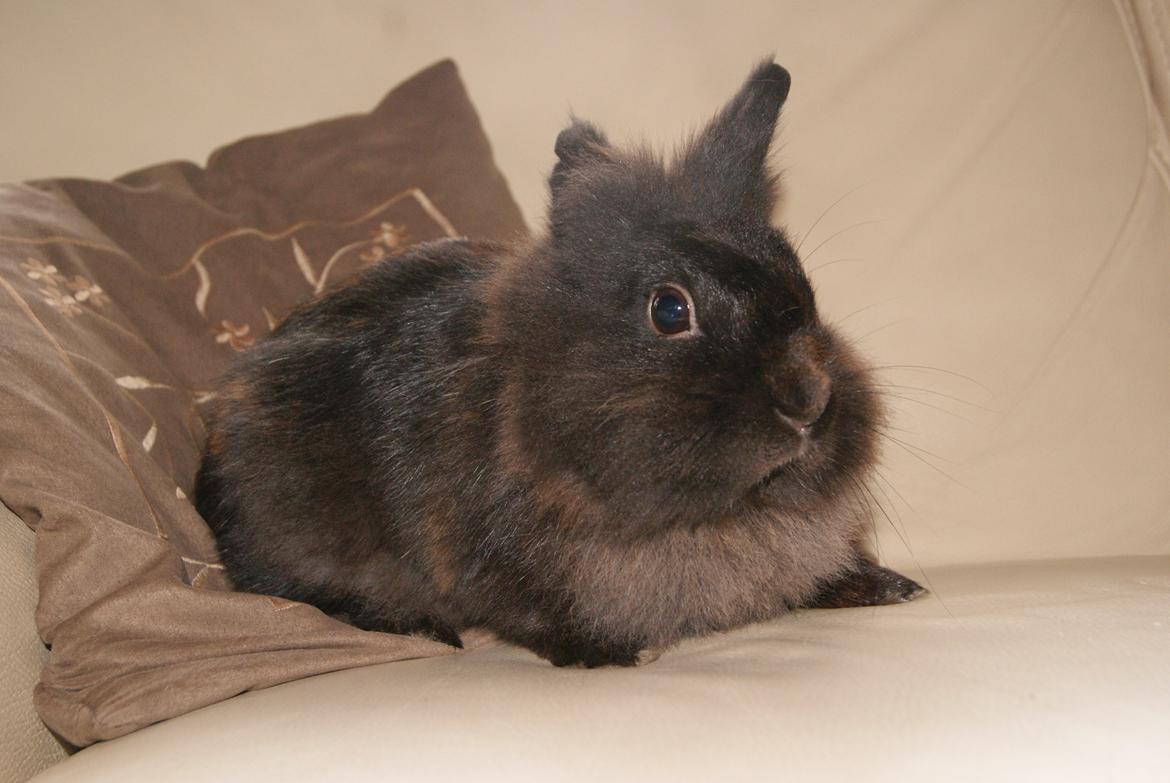 Kanin Testa Di Leone |Tas| - Hvorfor hoppe rundt på gulvet, når man kan få lov til at putte i sofaen <3 :b billede 14