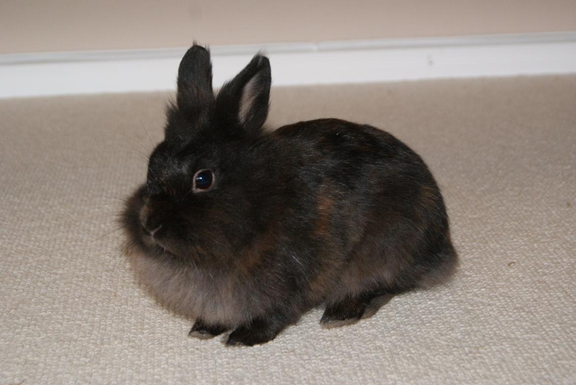 Kanin Testa Di Leone |Tas| billede 15