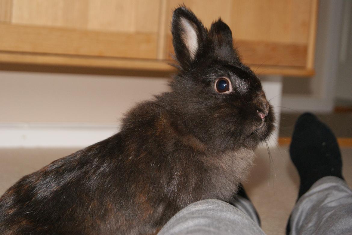 Kanin Testa Di Leone |Tas| - Måske er det lidt farligt? Må jeg lige komme op? :p billede 17