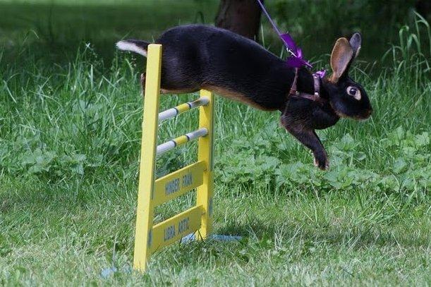 Kanin Elmely Queen Shakira Af Stald Mølgaard - Svær Kroget i Ørum 2011 billede 1