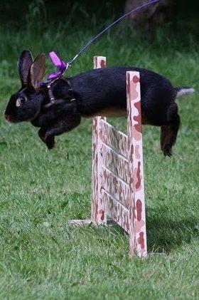 Kanin Elmely Queen Shakira Af Stald Mølgaard - Svær Kroget i Ørum 2011 billede 2