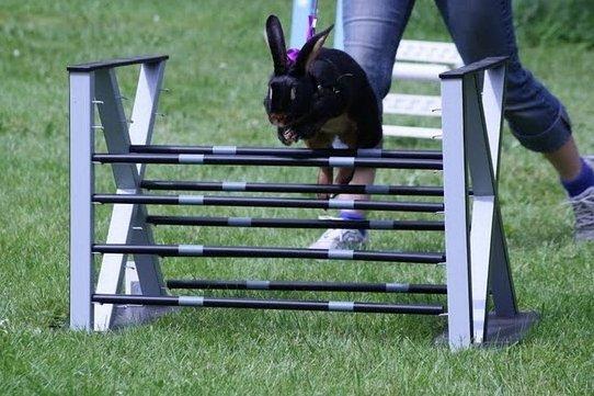 Kanin Elmely Queen Shakira Af Stald Mølgaard - Svær Kroget i Ørum 2011 billede 3