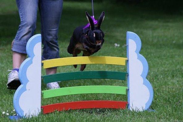 Kanin Elmely Queen Shakira Af Stald Mølgaard - Svær Kroget i Ørum 2011 billede 4