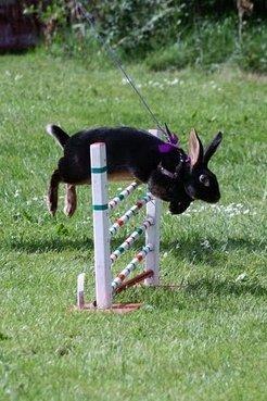 Kanin Elmely Queen Shakira Af Stald Mølgaard - Svær Kroget i Ørum 2011 billede 5