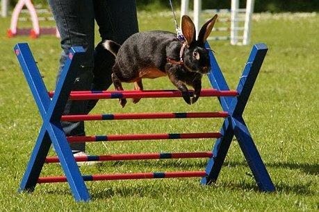 Kanin Elmely Queen Shakira Af Stald Mølgaard - Svær Lige til North Cup billede 6