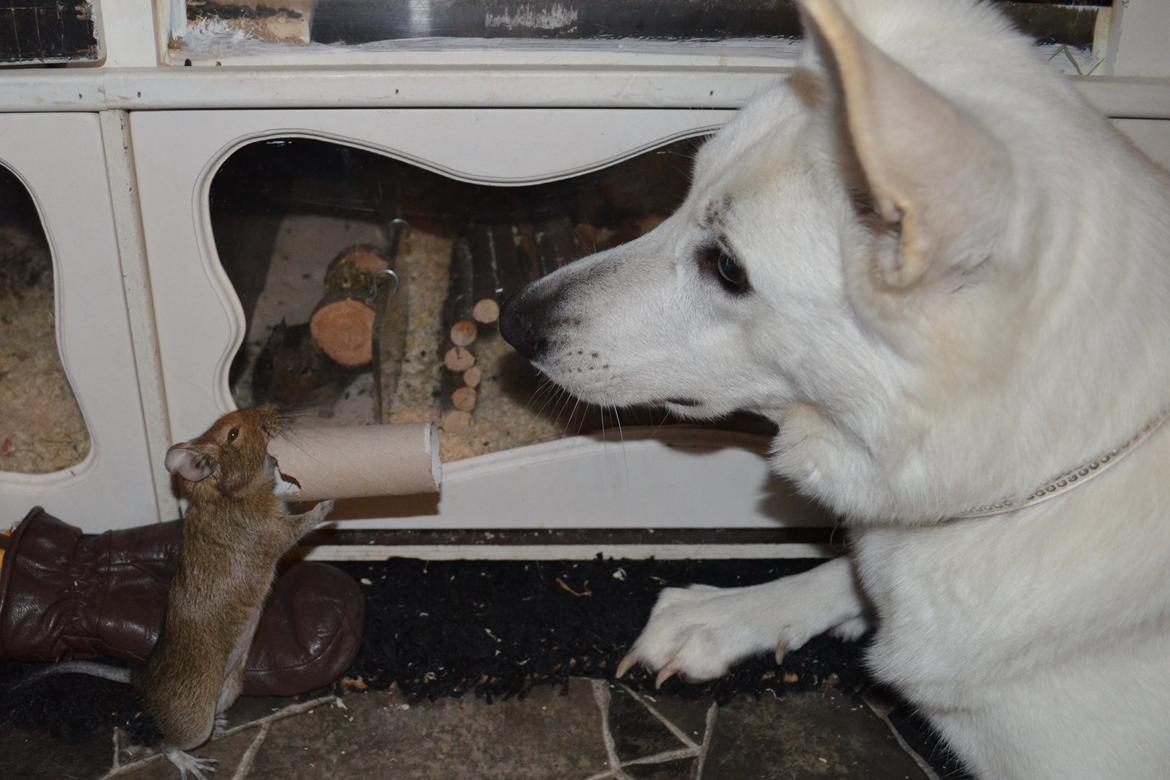 Degu Mi Hijo billede 16