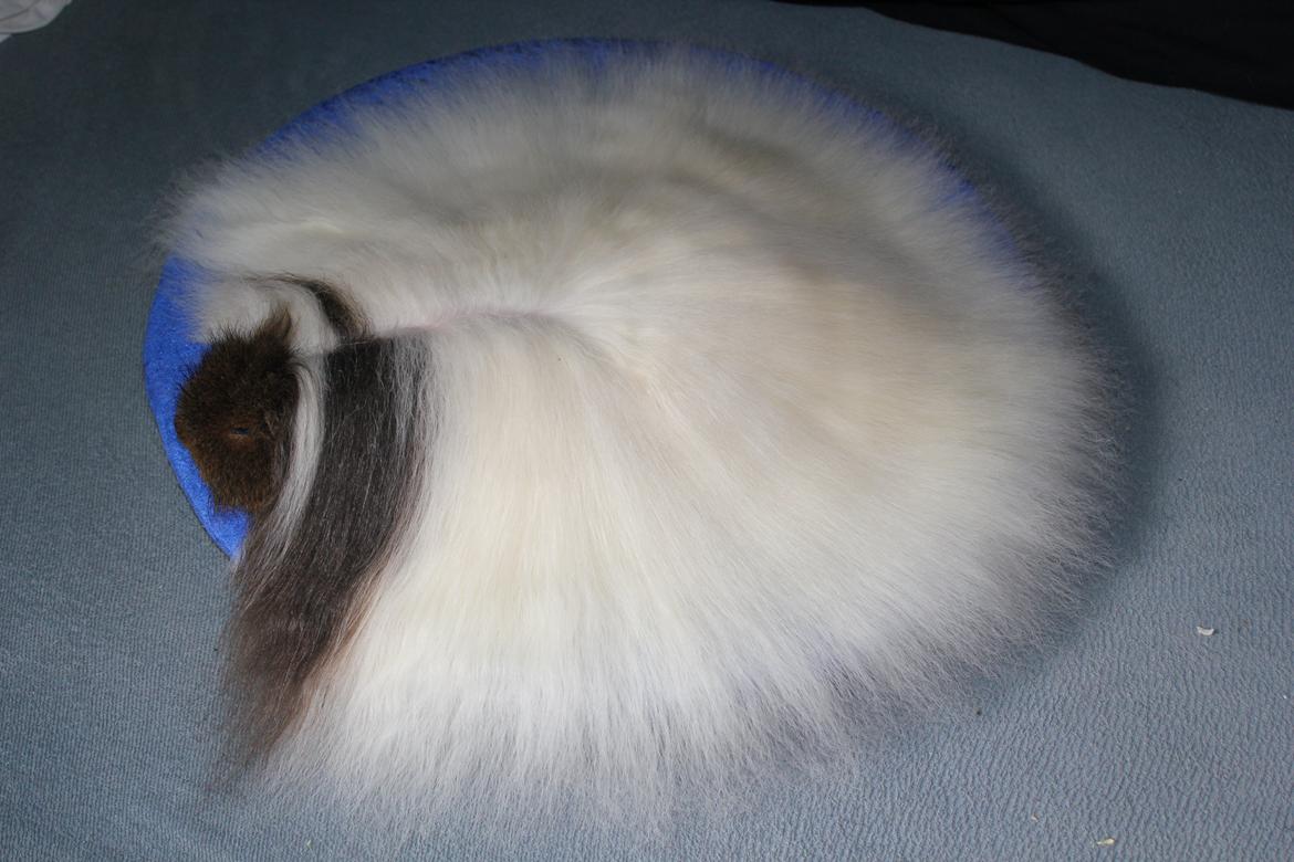 Marsvin See Ya billede 10