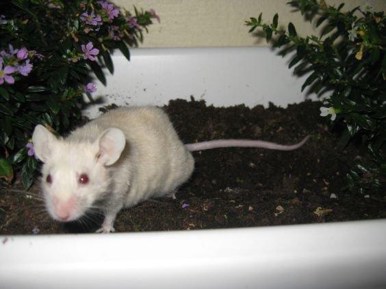 Mus VM's "KevJumba" R.I.P. - Kev'er, 12 måneder!! :.D Min basse. billede 1