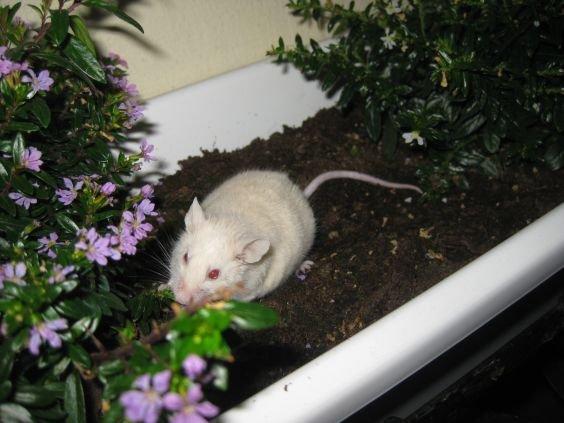 Mus VM's "KevJumba" R.I.P. - Kev'er i altankassen :.) billede 2