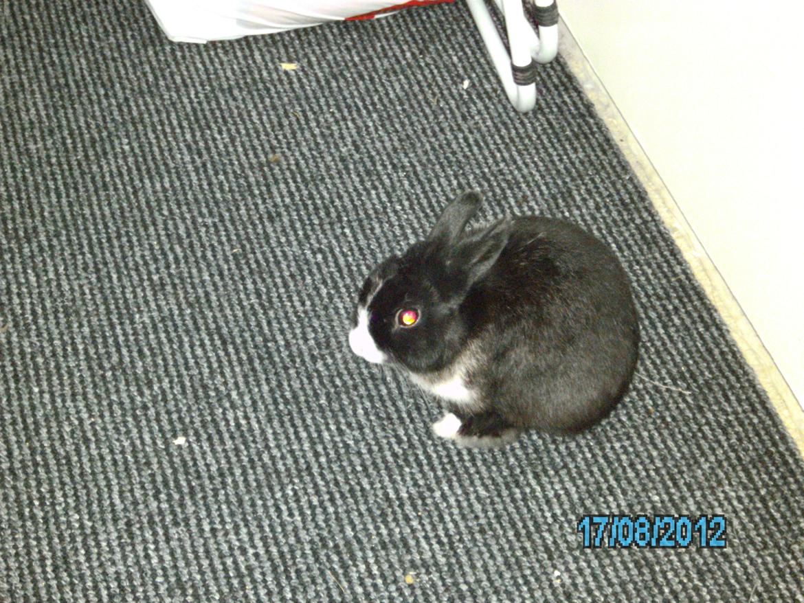 Kanin Messi død savnet billede 6