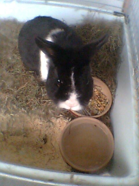 Kanin Messi død savnet billede 10