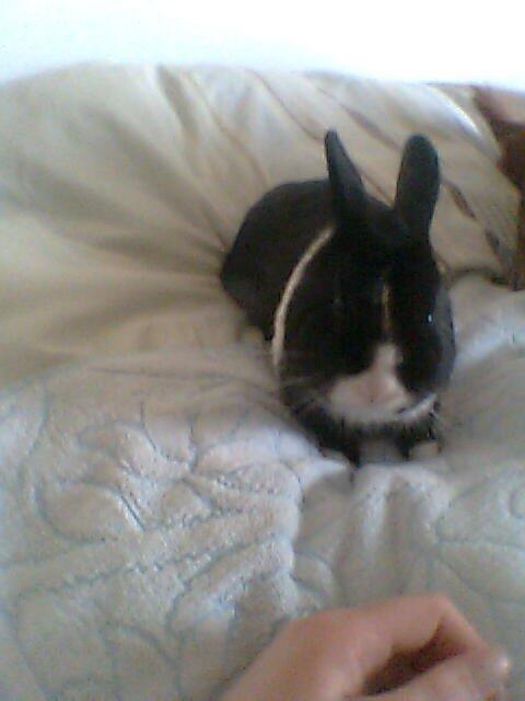 Kanin Messi død savnet billede 11